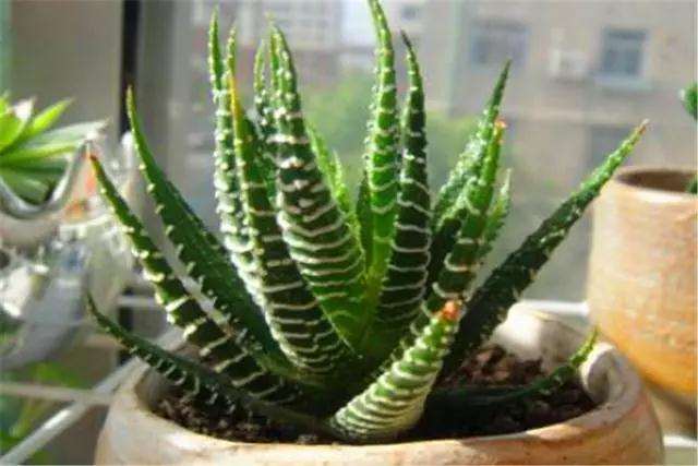 多肉条纹十二卷怎么施肥种植的方法