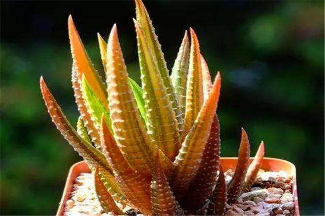 多肉条纹十二卷怎么施肥种植的方法