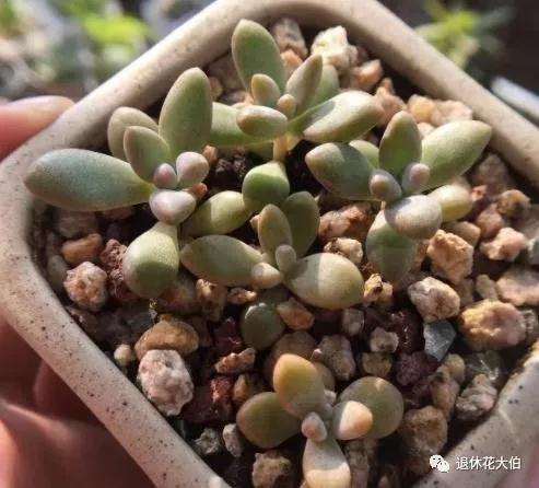 怎么叶插多肉植物的3个步骤 图片