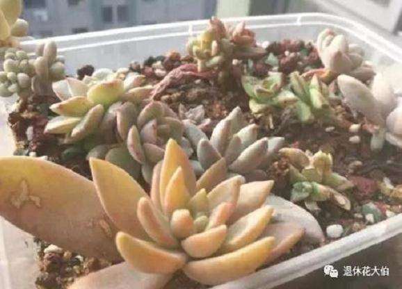 怎么叶插多肉植物的3个步骤 图片