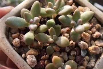 怎么叶插多肉植物的3个步骤 图片