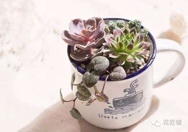 有伤病的多肉植株不宜扦插