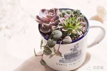 黄化 开花 有伤病的多肉植株不宜扦插