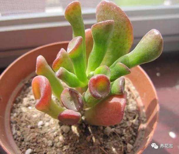 为什么多肉扦插 叶插 茎插使用率最高