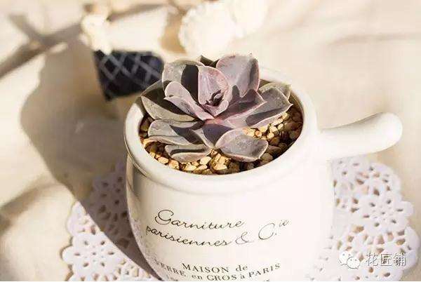 为什么多肉扦插 叶插 茎插使用率最高