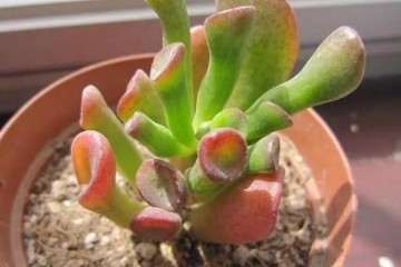 为什么多肉扦插 叶插 茎插使用率最高