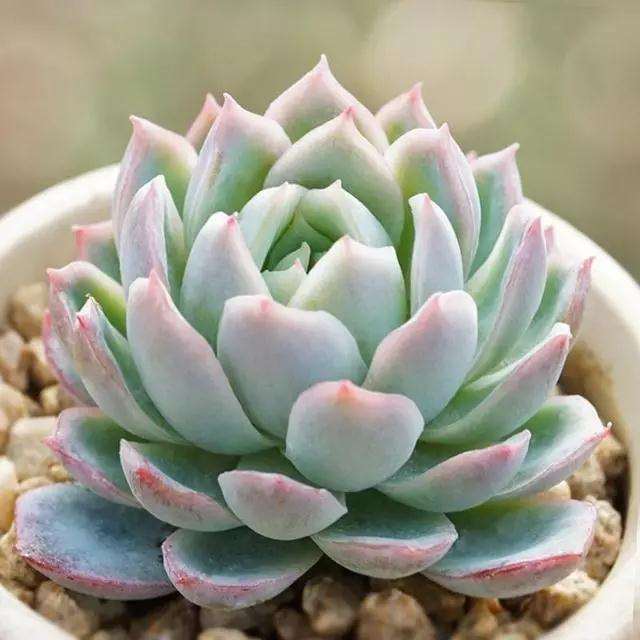 怎么打顶多肉植物可以长成老桩