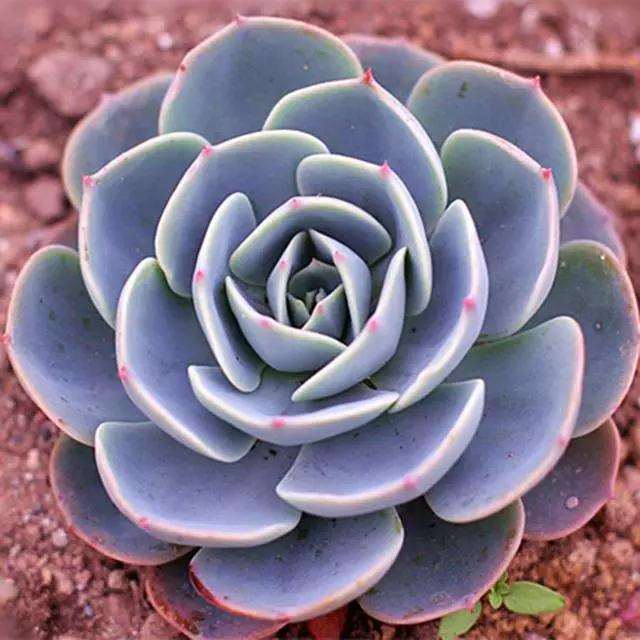 怎么打顶多肉植物可以长成老桩