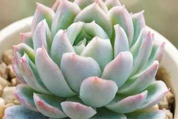 怎么打顶多肉植物可以长成老桩 图片