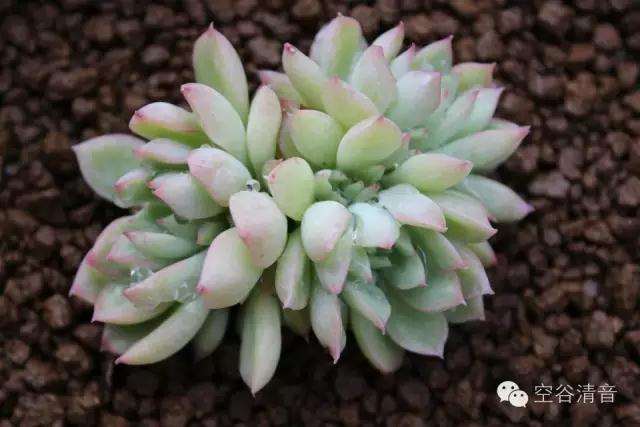 随着温度的降低 多肉最美丽的时刻来临了
