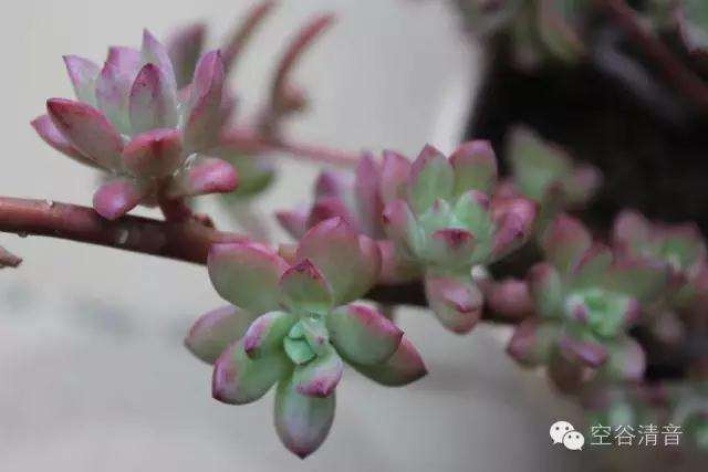 随着温度的降低 多肉最美丽的时刻来临了