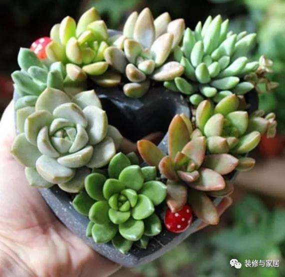 多肉怎么施肥上色