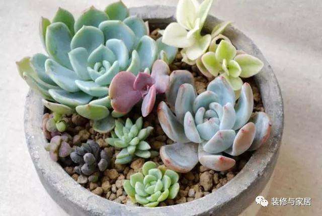 多肉怎么施肥上色