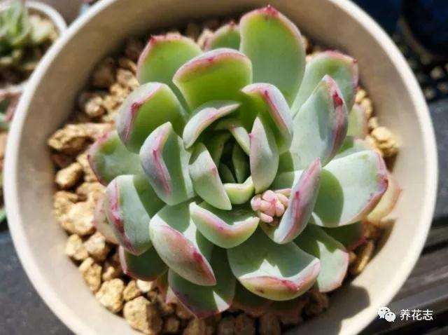 秋季多肉怎么修剪枯枝败叶的方法