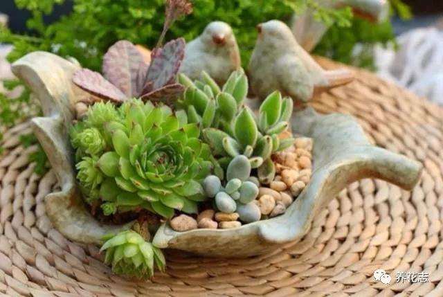 秋季多肉怎么修剪枯枝败叶的方法