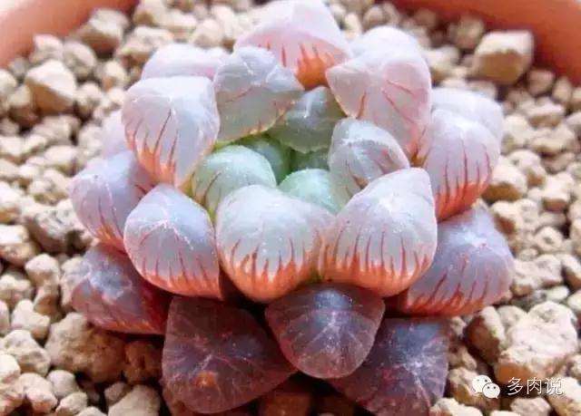 9月多肉植物怎么施肥种植的方法