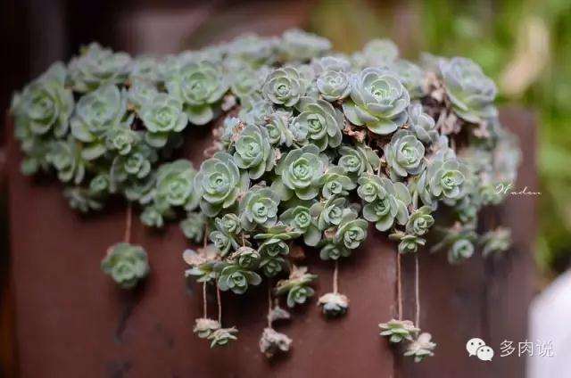 9月多肉植物怎么施肥种植的方法