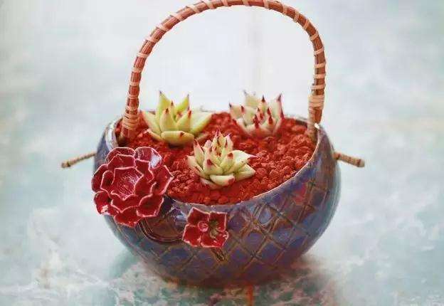 10块钱的多肉植物