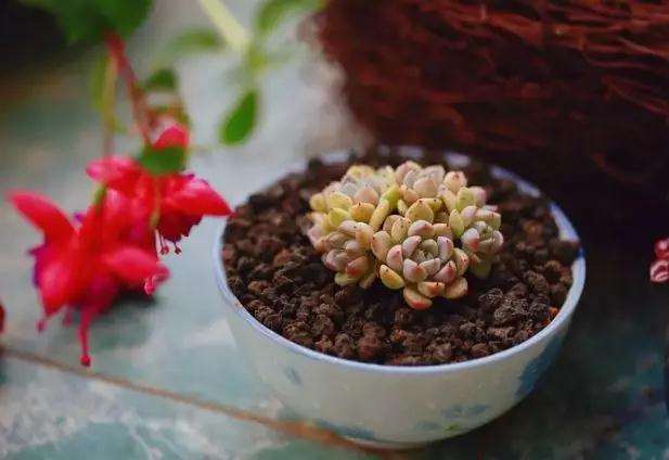 10块钱的多肉植物