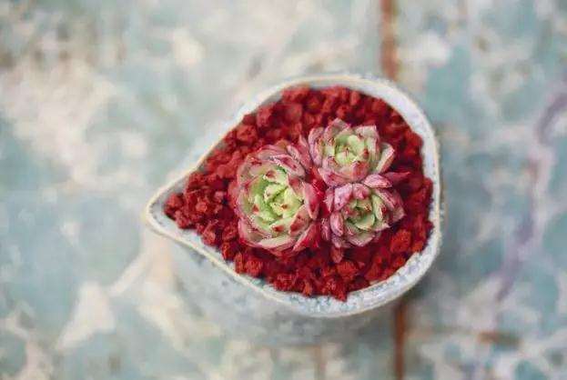 10块钱的多肉植物