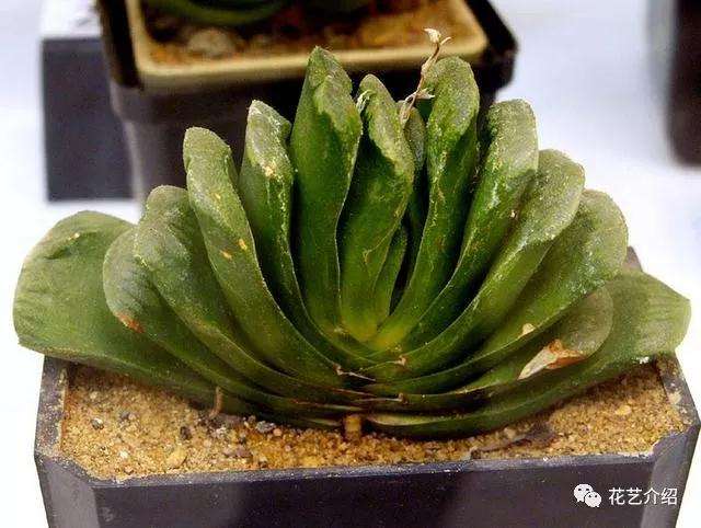 多肉玉扇根系可以储存很多水分 不用担心