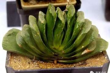 多肉玉扇根系可以储存很多水分 不用担心