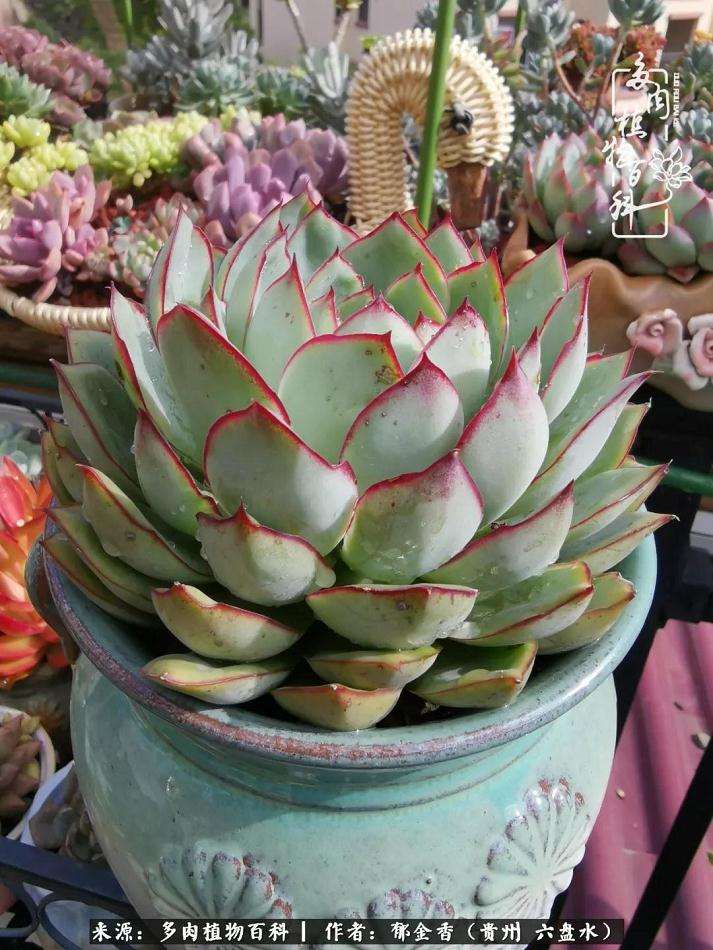 我是怎么从不喜欢养植物到爱上多肉