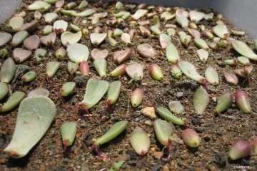 为什么多肉植物扦插之前先保持土壤湿润