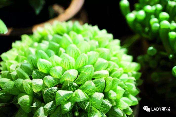 多肉植物其实号称是懒人植物 不要照顾