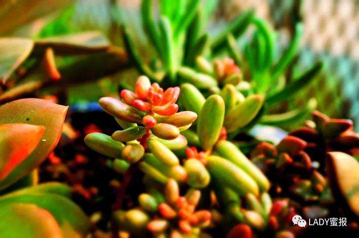 多肉植物其实号称是懒人植物 不要照顾