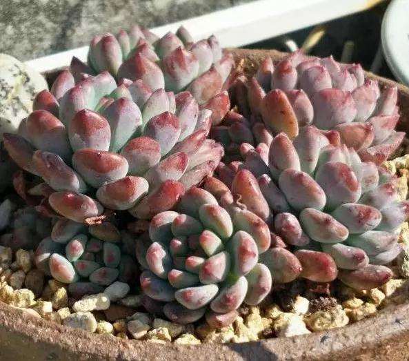 怎么做可以保证自己多肉植物的安全