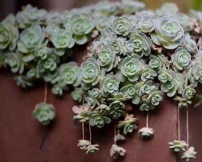 怎么做可以保证自己多肉植物的安全