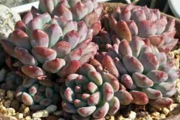 怎么做可以保证自己多肉植物的安全