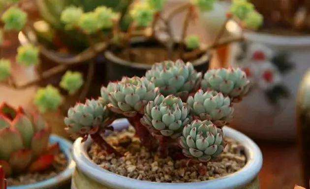 怎么扦插多肉植物 叶片才更加肥 图片