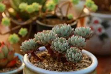 怎么扦插多肉植物 叶片才更加肥 图片