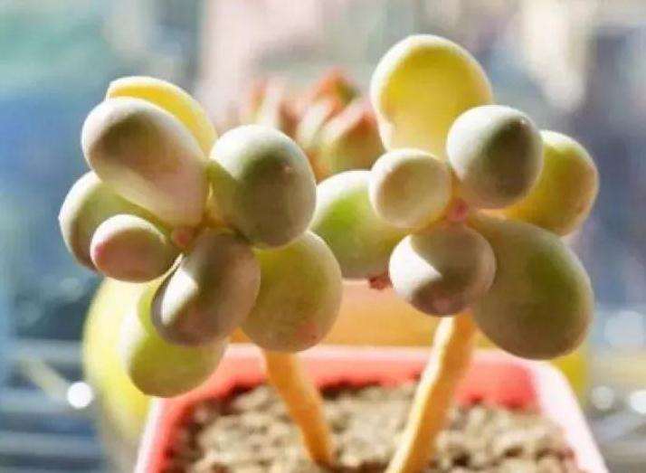 多肉植物冬天会冻死吗 教你这样浇水