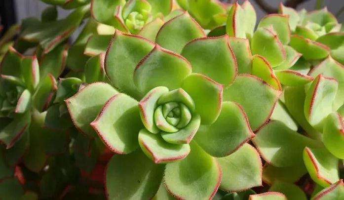 多肉植物冬天会冻死吗 教你这样浇水