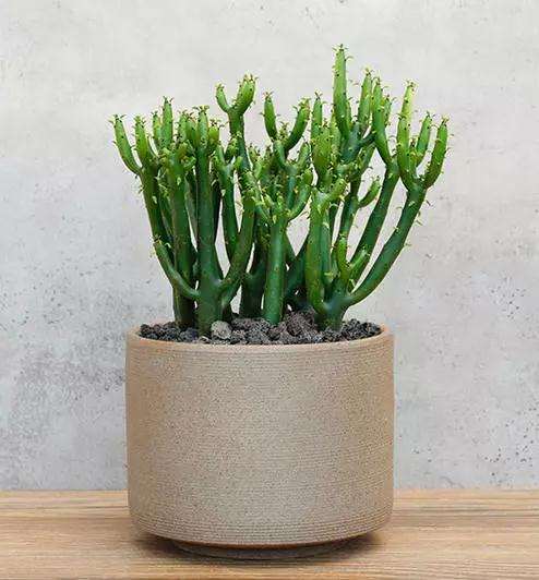 多肉长徒是因为缺少光照或者水浇多了