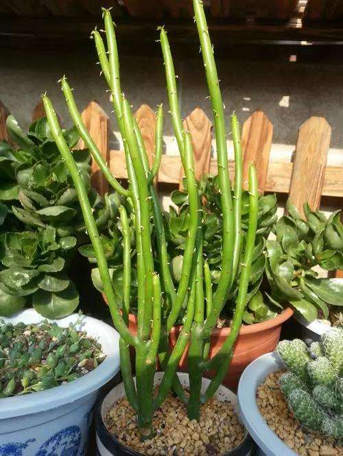 多肉长徒是因为缺少光照或者水浇多了