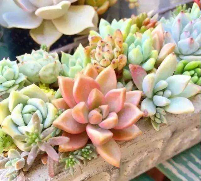 哪些多肉植物不宜保留花朵