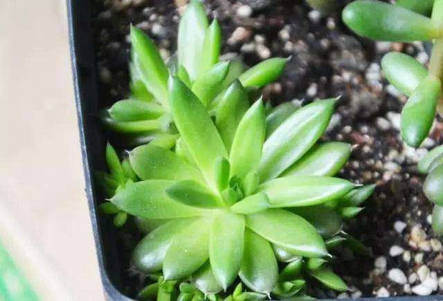 哪些多肉植物不宜保留花朵