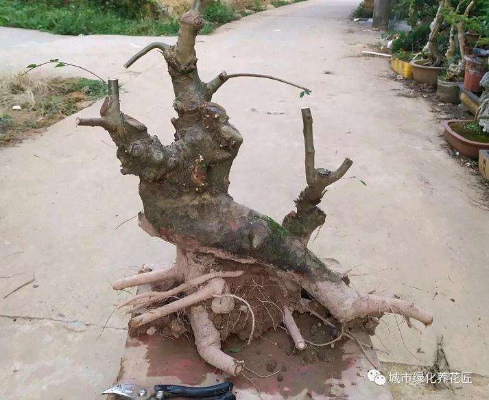 制作盆景下山桩头的6个养护技巧