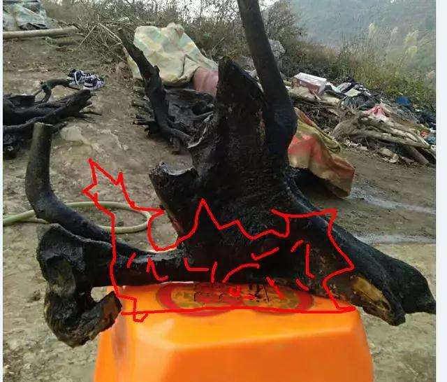 金弹子盆景连体过桥桩材的造型设计图