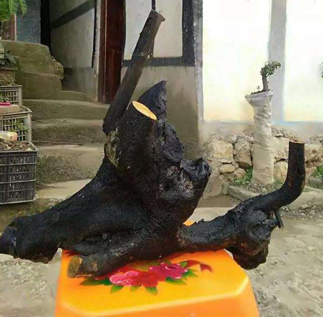 金弹子盆景连体过桥桩材的造型设计图