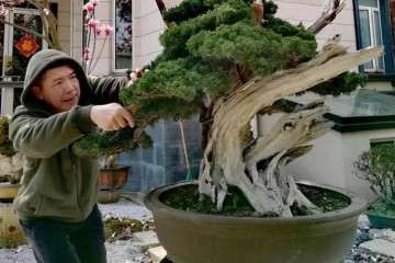 记美国盆景艺术家赵抱月先生