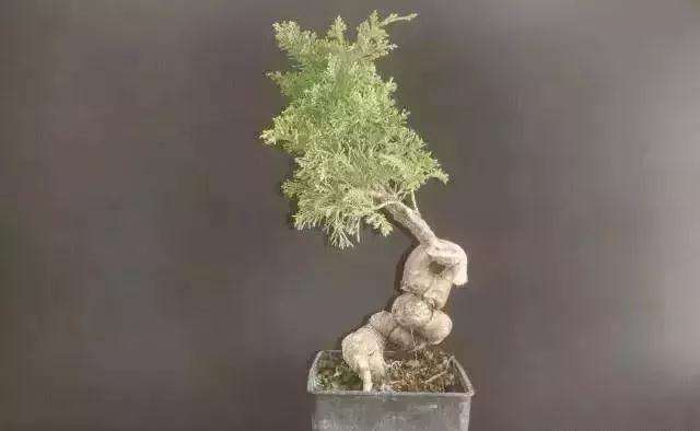 怎么用逆向思维制作系鱼川真柏盆景