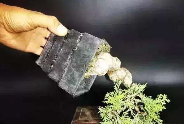 怎么用逆向思维制作系鱼川真柏盆景