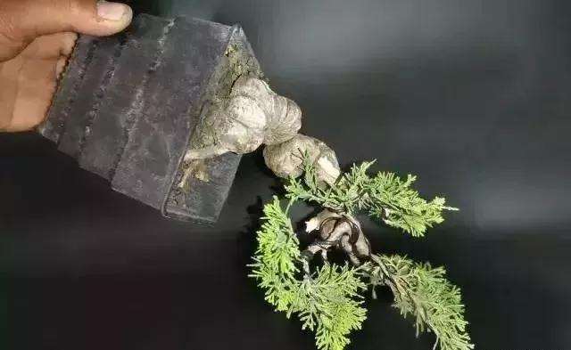 怎么用逆向思维制作系鱼川真柏盆景