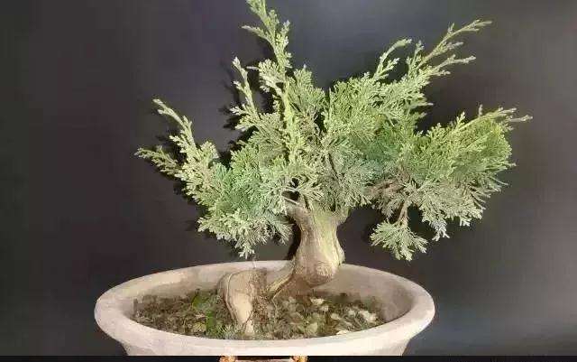 怎么用逆向思维制作系鱼川真柏盆景