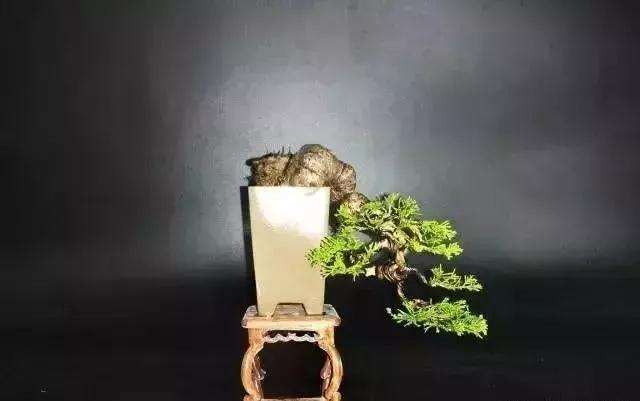 怎么用逆向思维制作系鱼川真柏盆景